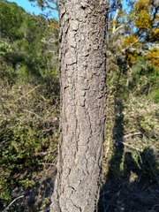 Pinus greggii