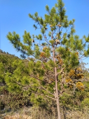 Pinus greggii