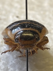 Dytiscus circumcinctus