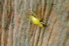 Cyrtoxipha columbiana