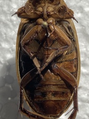 Dytiscus circumcinctus