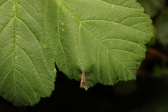 Phyllonorycter geniculella