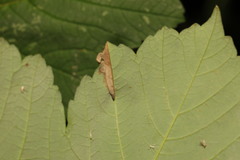 Phyllonorycter geniculella