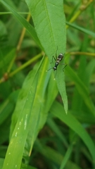 Taeniaptera trivittata