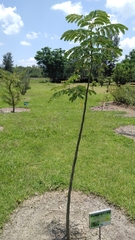 Albizia occidentalis