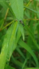 Taeniaptera trivittata
