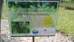 Albizia occidentalis
