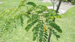 Albizia occidentalis