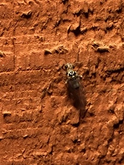 Psocus leidyi