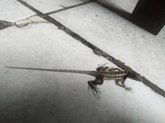 Microlophus occipitalis