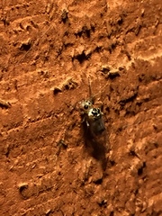 Psocus leidyi