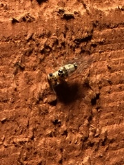 Psocus leidyi