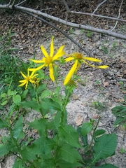 Verbesina helianthoides