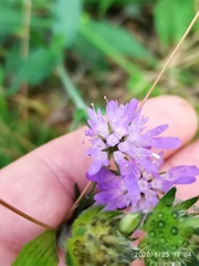 Knautia dipsacifolia