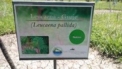 Leucaena pallida