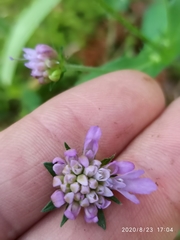 Knautia dipsacifolia