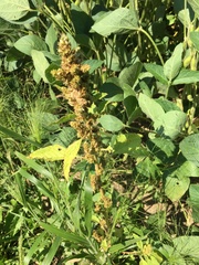 Rumex maritimus