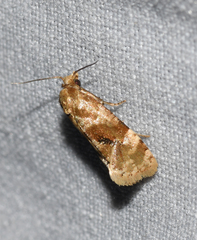 Gynnidomorpha romonana