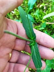 Knautia dipsacifolia