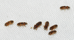 Tropicus pusillus