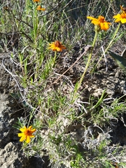 Zinnia juniperifolia
