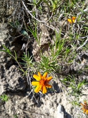 Zinnia juniperifolia