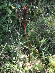 Stenorrhynchos albidomaculatum