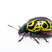 Calligrapher Beetles - Photo (c) Becky Hansis-O'Neill, some rights reserved (CC BY-NC), uploaded by Becky Hansis-O'Neill