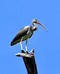 Eudocimus albus