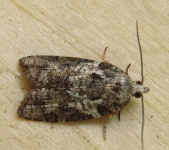Acleris variana