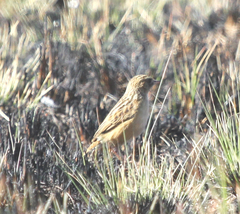 Cisticola aridulus