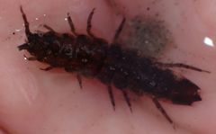 Idotea balthica