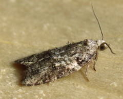 Acleris variana