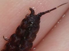 Idotea balthica