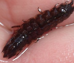 Idotea balthica
