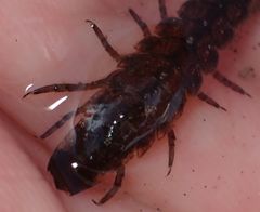 Idotea balthica