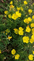 Angiospermae