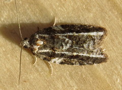 Acleris variana