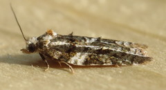 Acleris variana