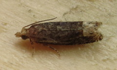 Eucosma ochroterminana