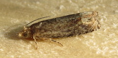 Eucosma ochroterminana