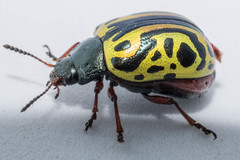 Calligrapha serpentina