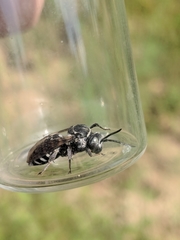 Triepeolus donatus