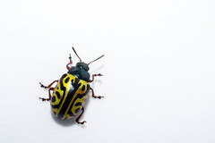 Calligrapha serpentina