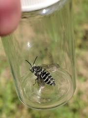 Triepeolus donatus