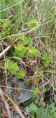 Saxifraga hypnoides