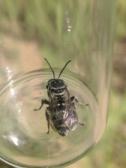 Triepeolus donatus