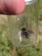 Triepeolus donatus