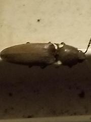 Deilelater physoderus