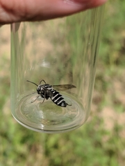 Triepeolus donatus